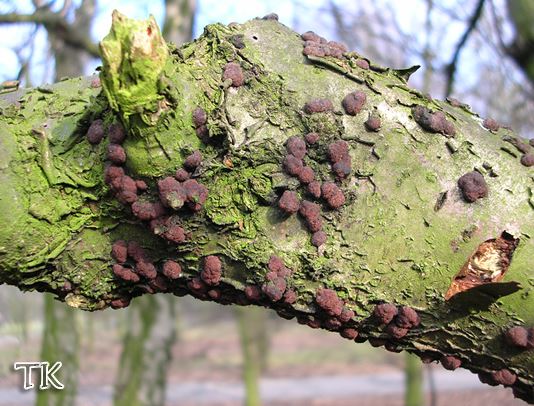 Hypoxylon fuscum