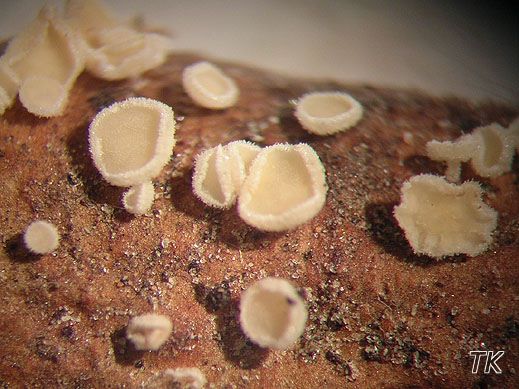 Lachnum pudibundum