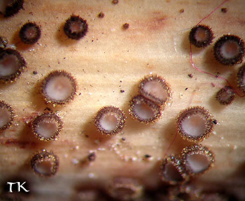 Lasiobelonium nidulum