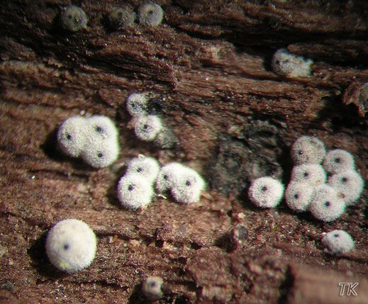 Lasiosphaeria ovina - Eiförmiger Haarkugelpilz