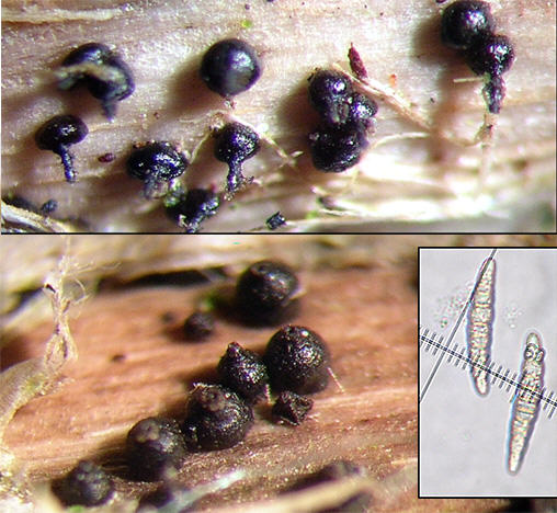Leptosphaeria acuta