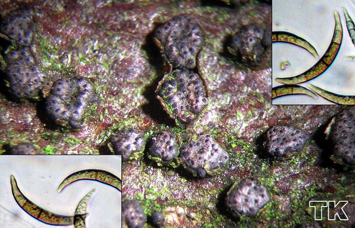 Melanogramma campylosporium