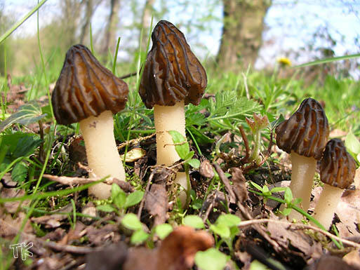 Morchella gigas