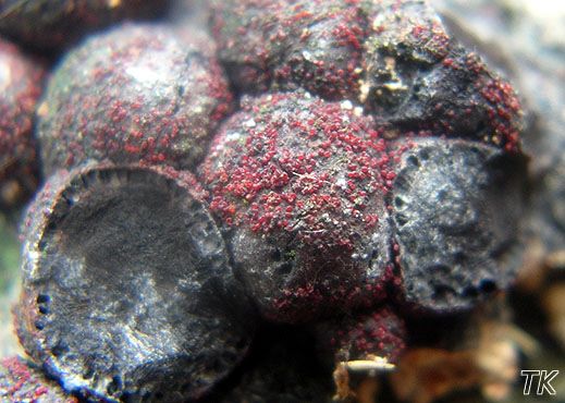 Nectria episphaeria