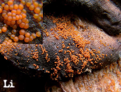 Nectria peziza