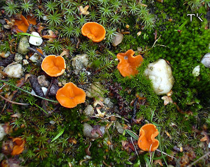 Neottiella vivida