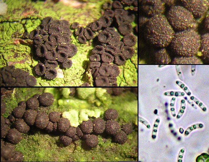 Nitschkia cupularis 