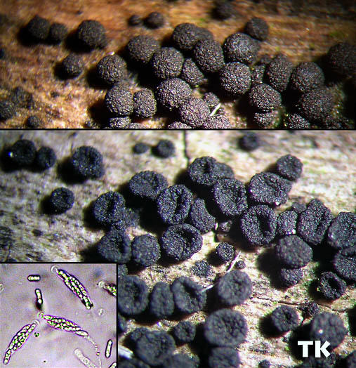 Nitschkia grevillei