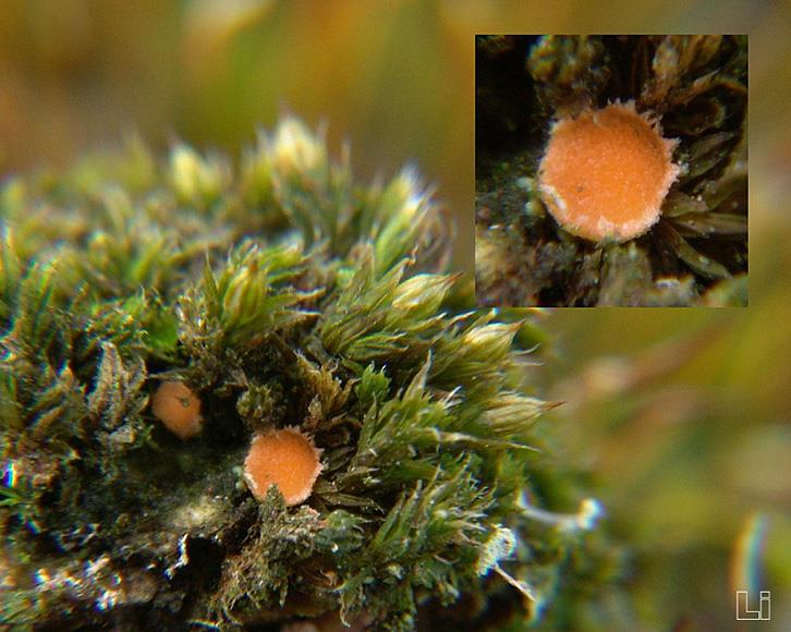 Octospora orthotricha