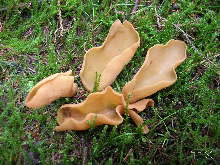 Otidea abietina