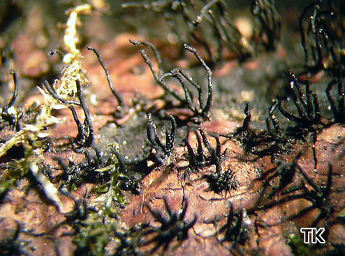 Peroneutypa heteracantha