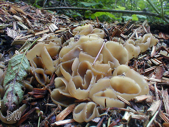Blasiger Becherling - Peziza vesiculosa