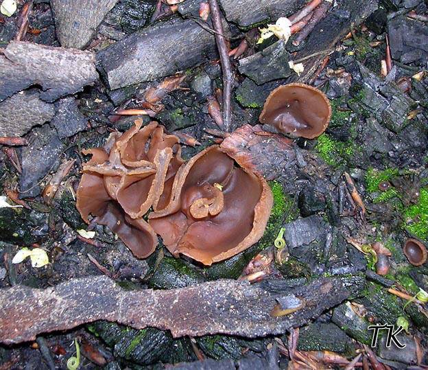 Peziza echinospora - Brauner Brandstellenbecherling