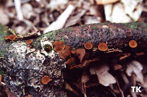Zäher Stroma-Becherling - Rutstroemia firma