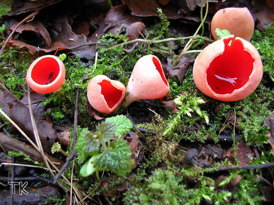 Sarcoscypha austriaca