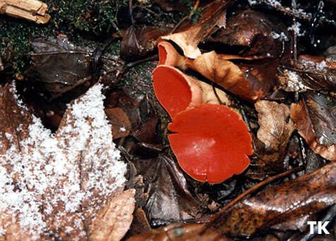 Sarcoscypha austriaca