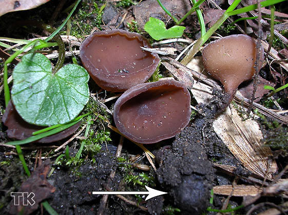 Sclerotinia ficariaephila