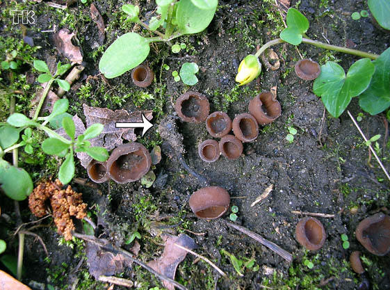 Sclerotinia ficariaephil