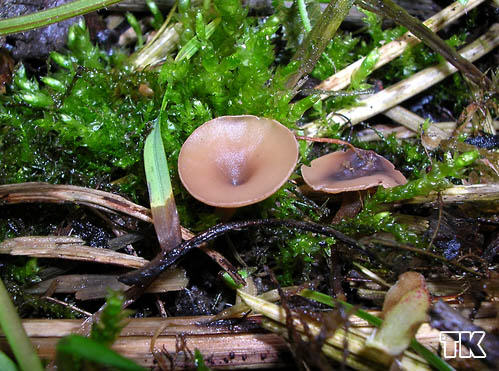 Sclerotinia sclerotiorum