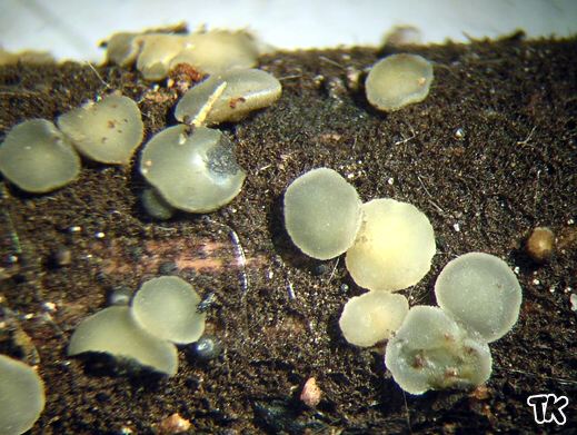 Trichobelonium kneiffii (=Tapesia retincola) - Gelbes Schilf-Filzbecherchen