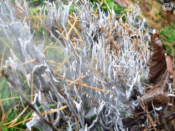 Xylaria hypoxylon