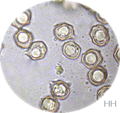 Schlehen-Rötling - Entoloma sepium