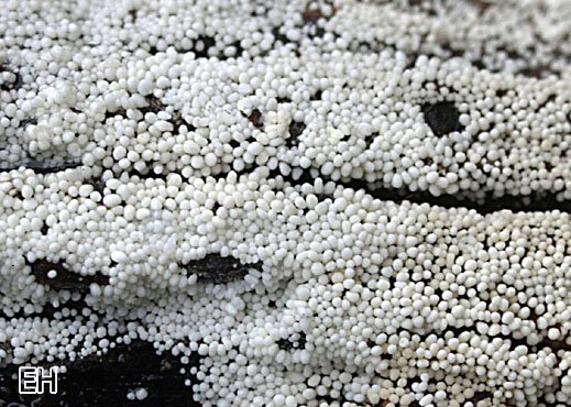 Körnchen-Bulbillenpilz (Bulbillomyces farinosus)