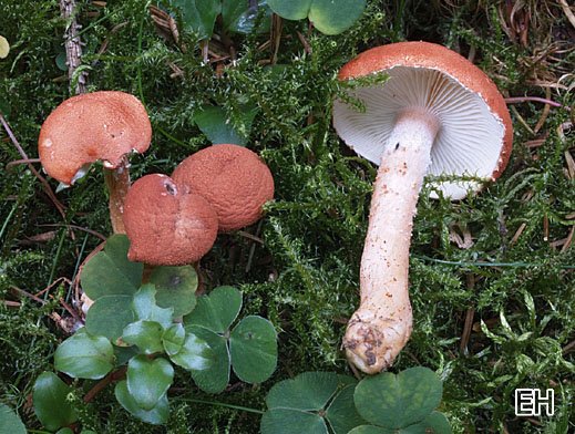 Zinnoberbrauner Körnchenschirmling (Cystodermella cinnabarina)