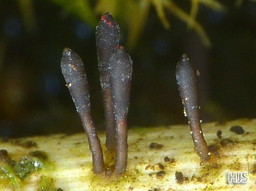 Acrospermum compressum - Fadensporiges Flachkeulchen
