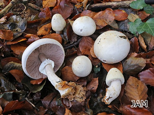 Agaricus essettei - Schiefknolliger Anisegerling