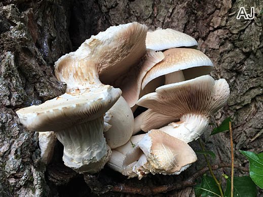 Agrocybe cylindracea - Südlicher Ackerling