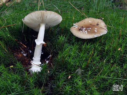 Amanita pantherina - Pantherpilz