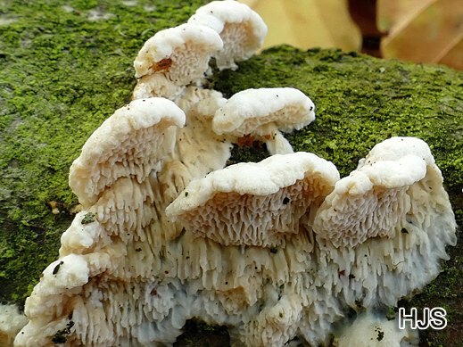 Antrodia malicola - Hellbräunliche Tramete