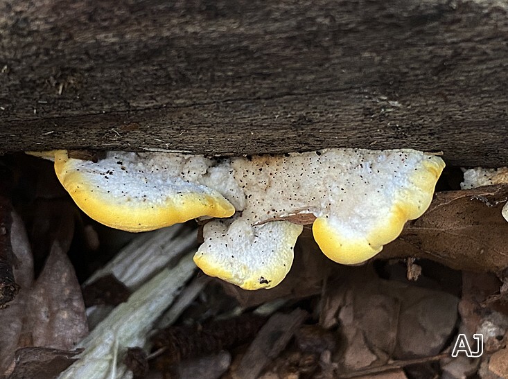 Antrodiella serpula - Spitzwarzige Tramete