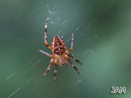 Araneus diadematus - Gartenkreuzspinne