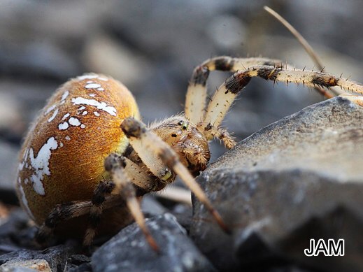 Araneus quadratus - Vierfleck-Kreuzspinne
