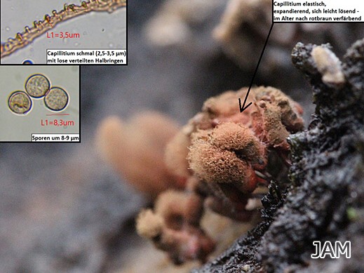 Arcyria major