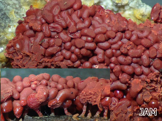 Arcyria stipata
