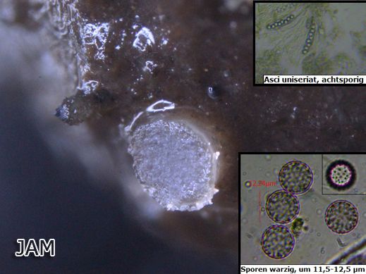 Ascobolus brassicae