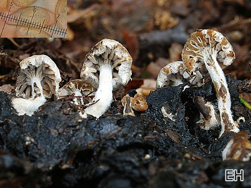 Beschleierter Zwitterling (Asterophora parasitica)