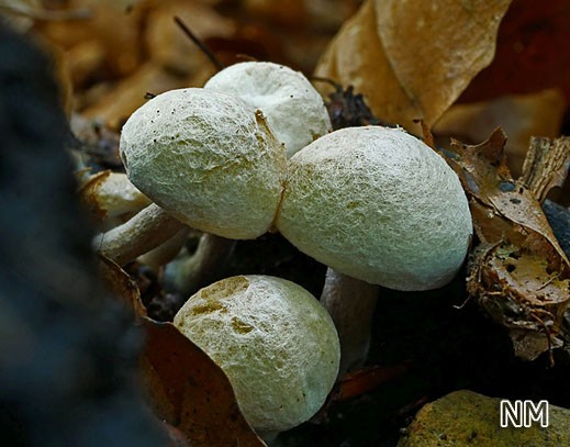 Asterophora parasitica - Beschleierter Zwitterling