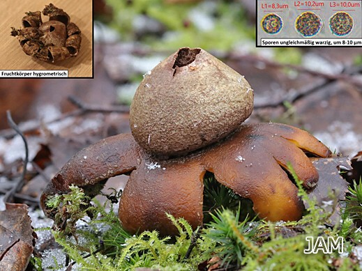 Astraeus hygrometricus - Wetterstern