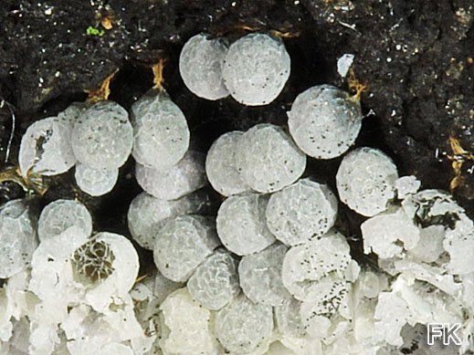 Badhamia macrocarpa