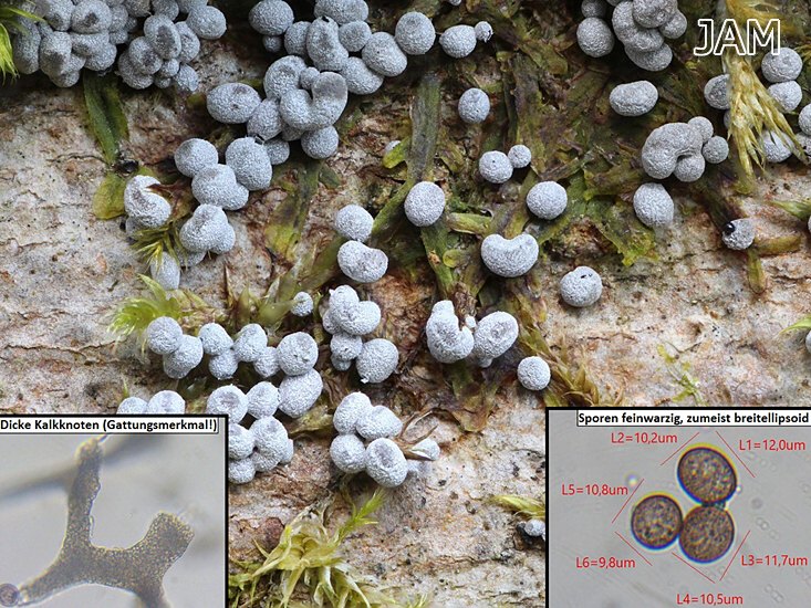 Badhamia panicea