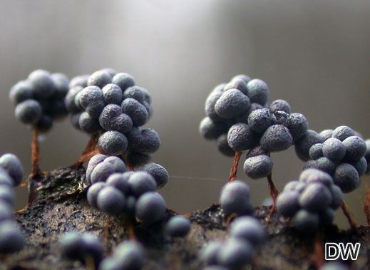 Badhamia utricularis 