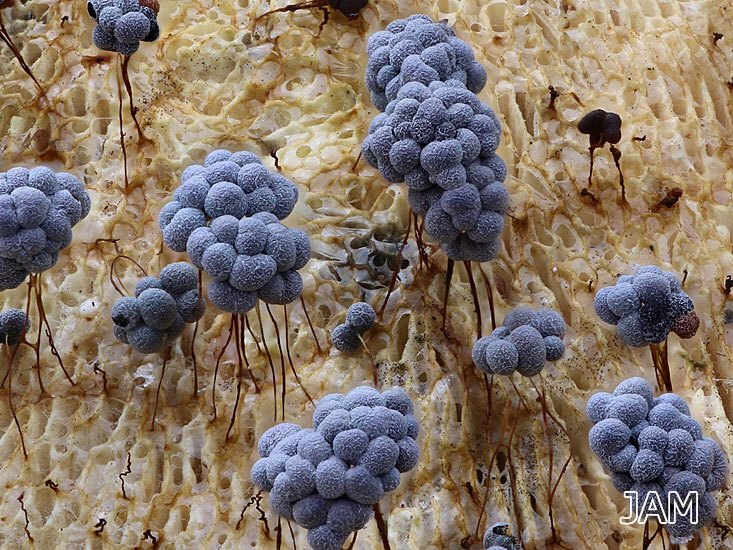 Badhamia utricularis