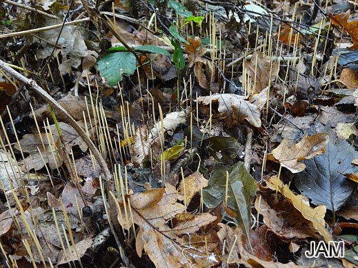 Macrotyphula juncea - Binsenröhrenkeule