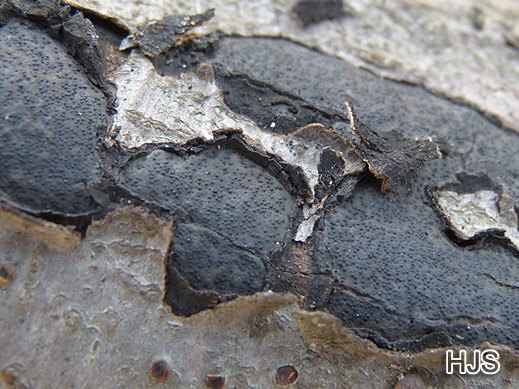 Biscogniauxia mediterranea - Südlicher Rindenkugelpilz