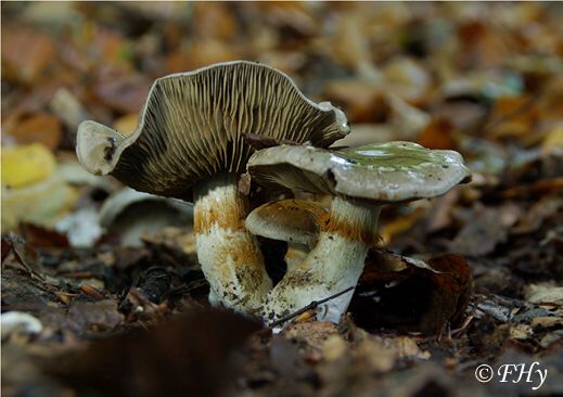 Cortinarius infractus - Bitterer Schleimkopf