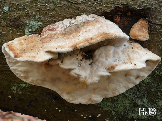 Bjerkandera fumosa - Graugelber Rauchporling